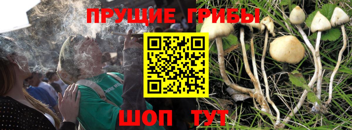 Псилоцибиновые грибы Psilocybine cubensis Кубинка